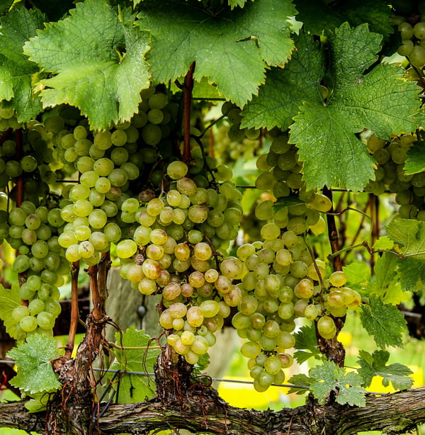 white wine grapes