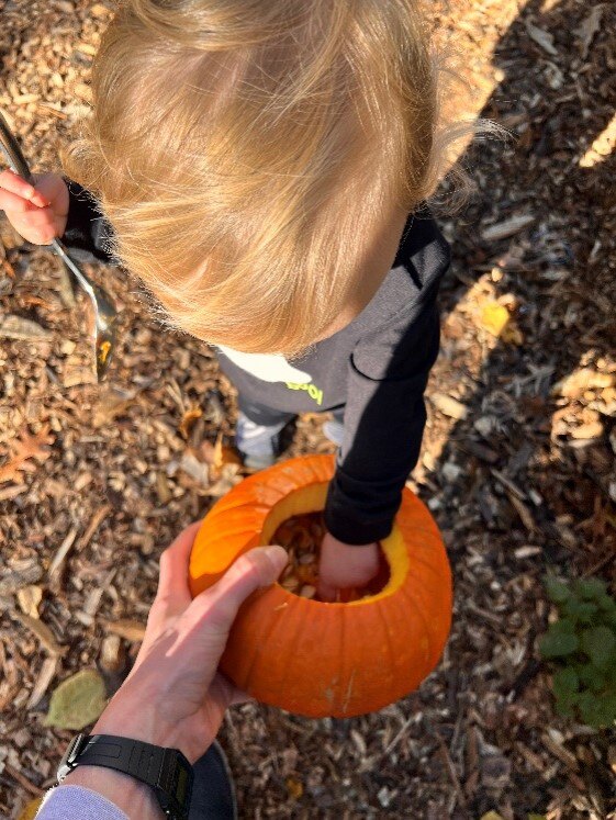 Willa reaching into pumpkin