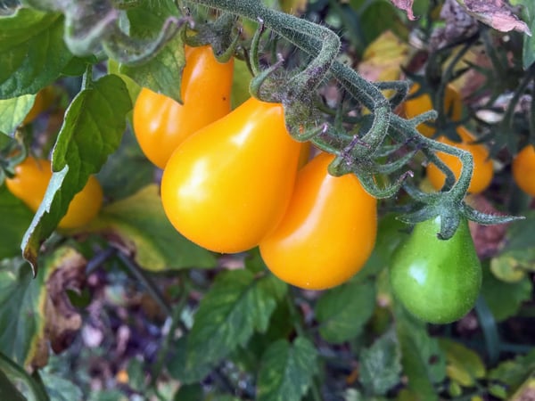yellow tomatoes in garden