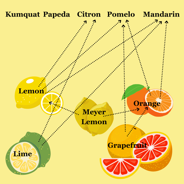 Citrus Family Tree