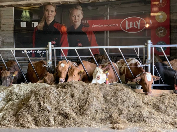Dairy cows