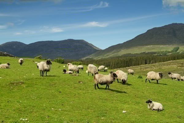 Sheep in Ireland