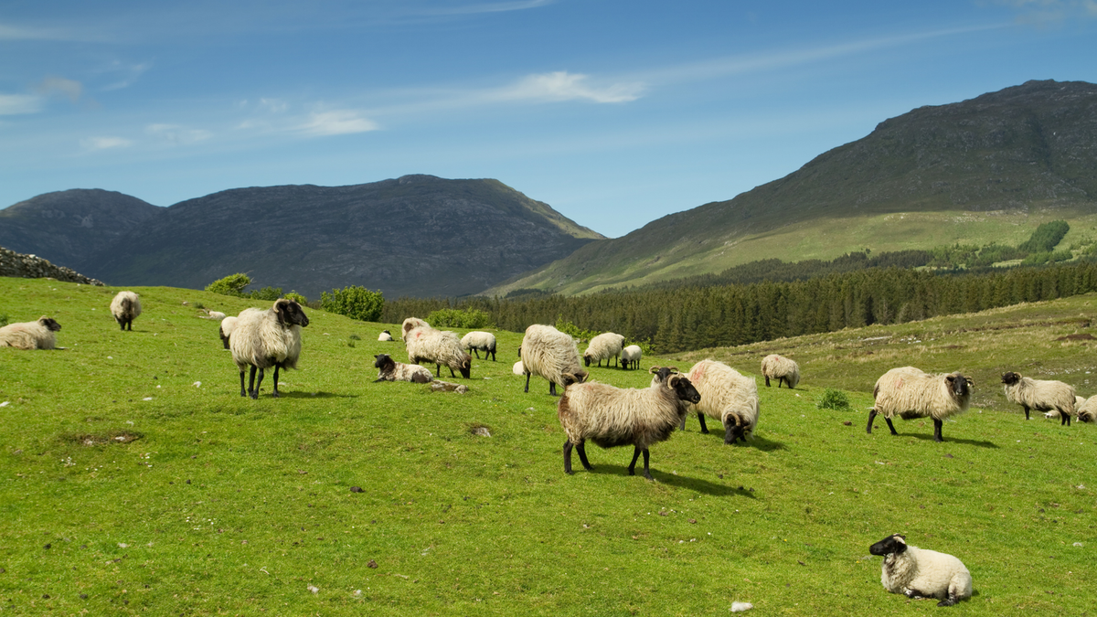 Ireland Sheep 