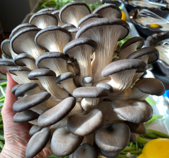 Magic of Mushrooms Home Box