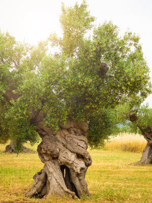 Puglia Olive Trees