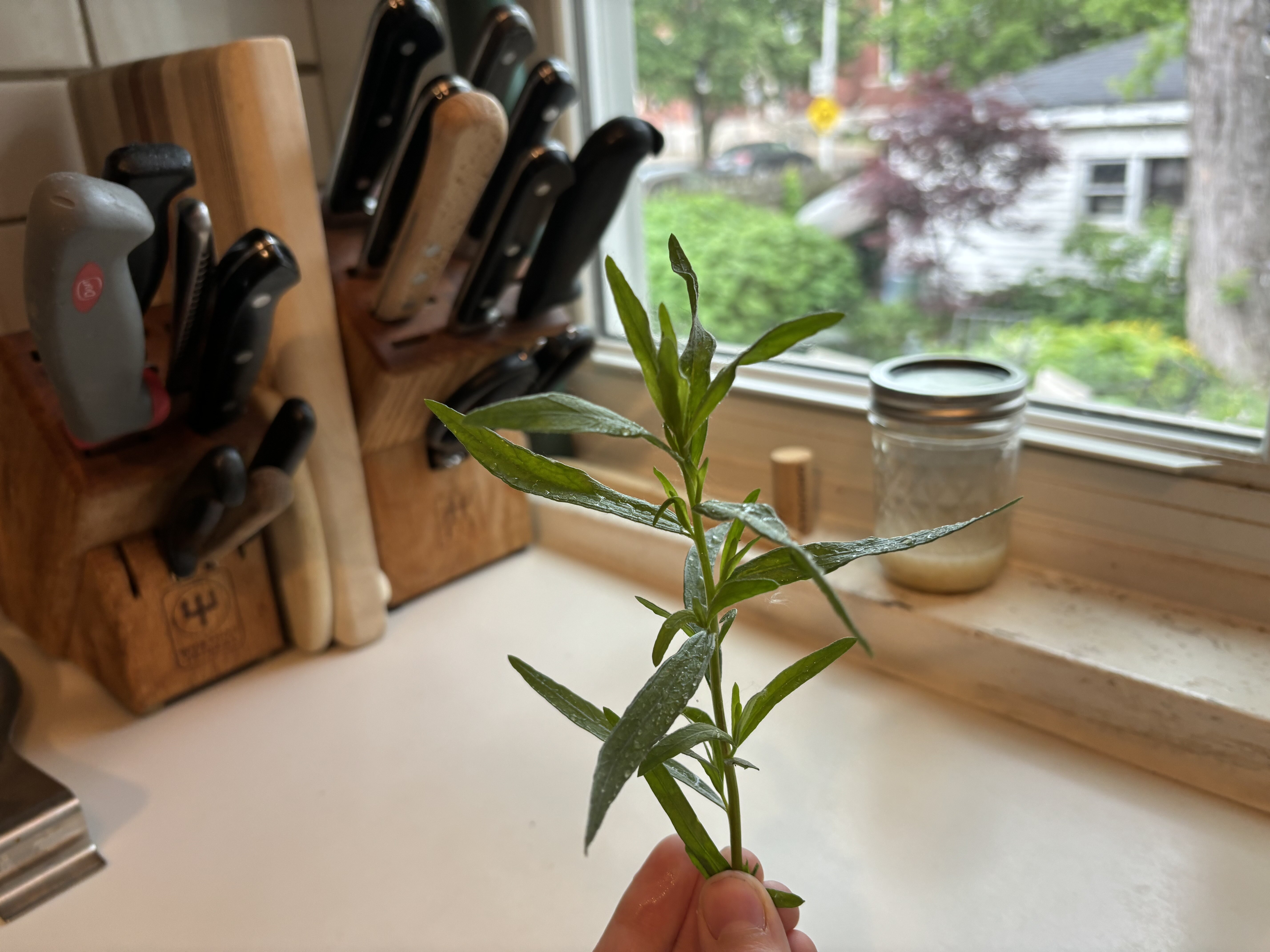Tarragon sprig