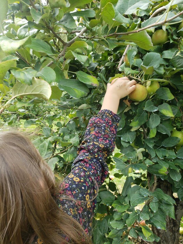 Apple picking