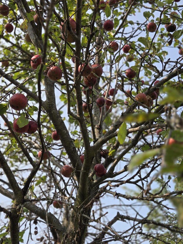 Apples on tree