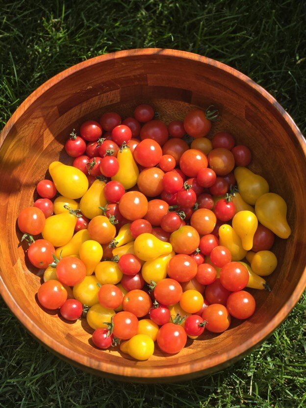 Bowl of tomatoes