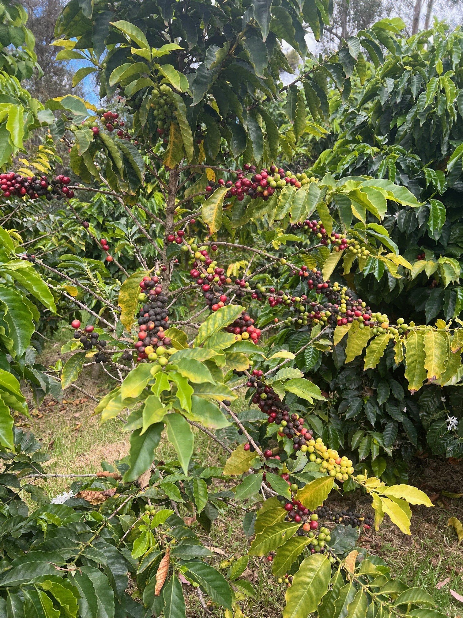 Coffee plant