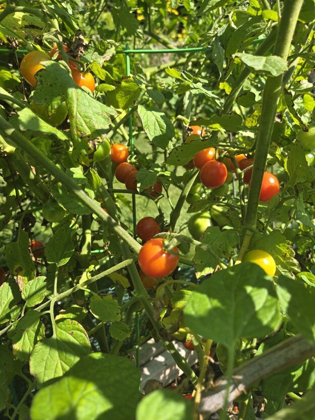 Garden tomatoes
