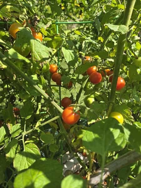 Garden tomatoes