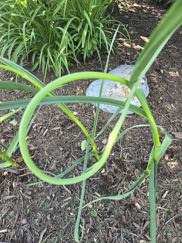 Garlic scapes growing