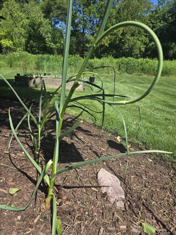 Garlic scapes in garden
