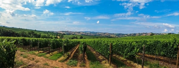 italy vineyard