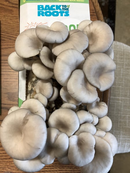 mushroom kit