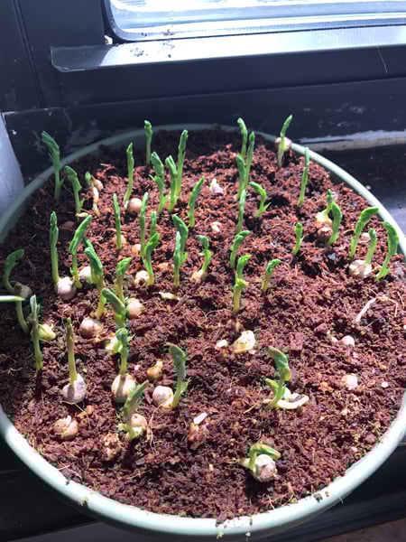 pea shoot sprouts pea shoot sprouts