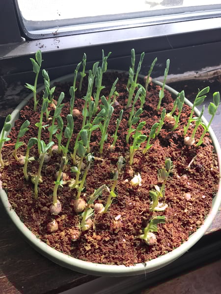 pea shoot sprout 2 pea shoot sprout 2