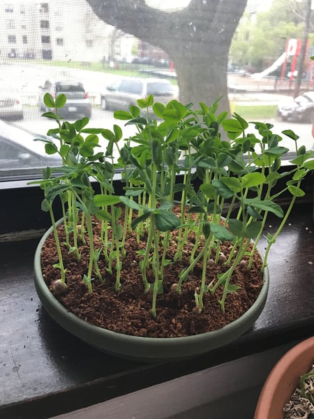 pea shoot sprout 3 pea shoot sprout 3