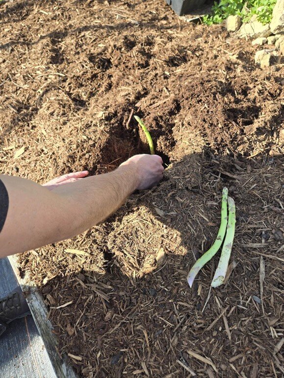 Planting asparagus