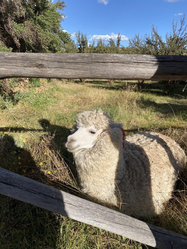 Peruvian sheep