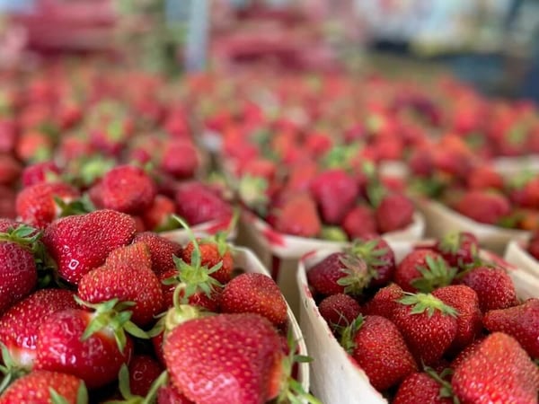 up close strawberries (1)