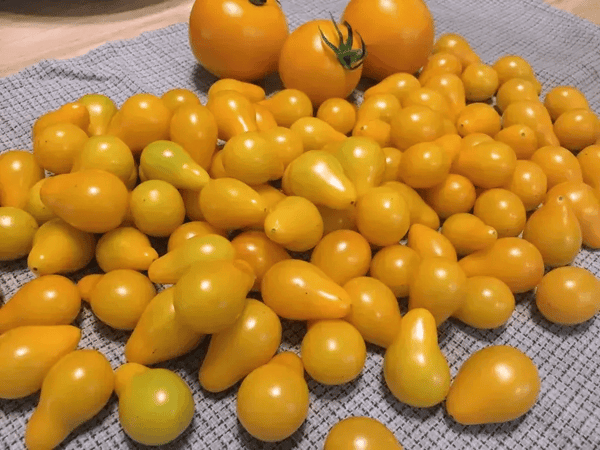 yellow-tomato-harvest