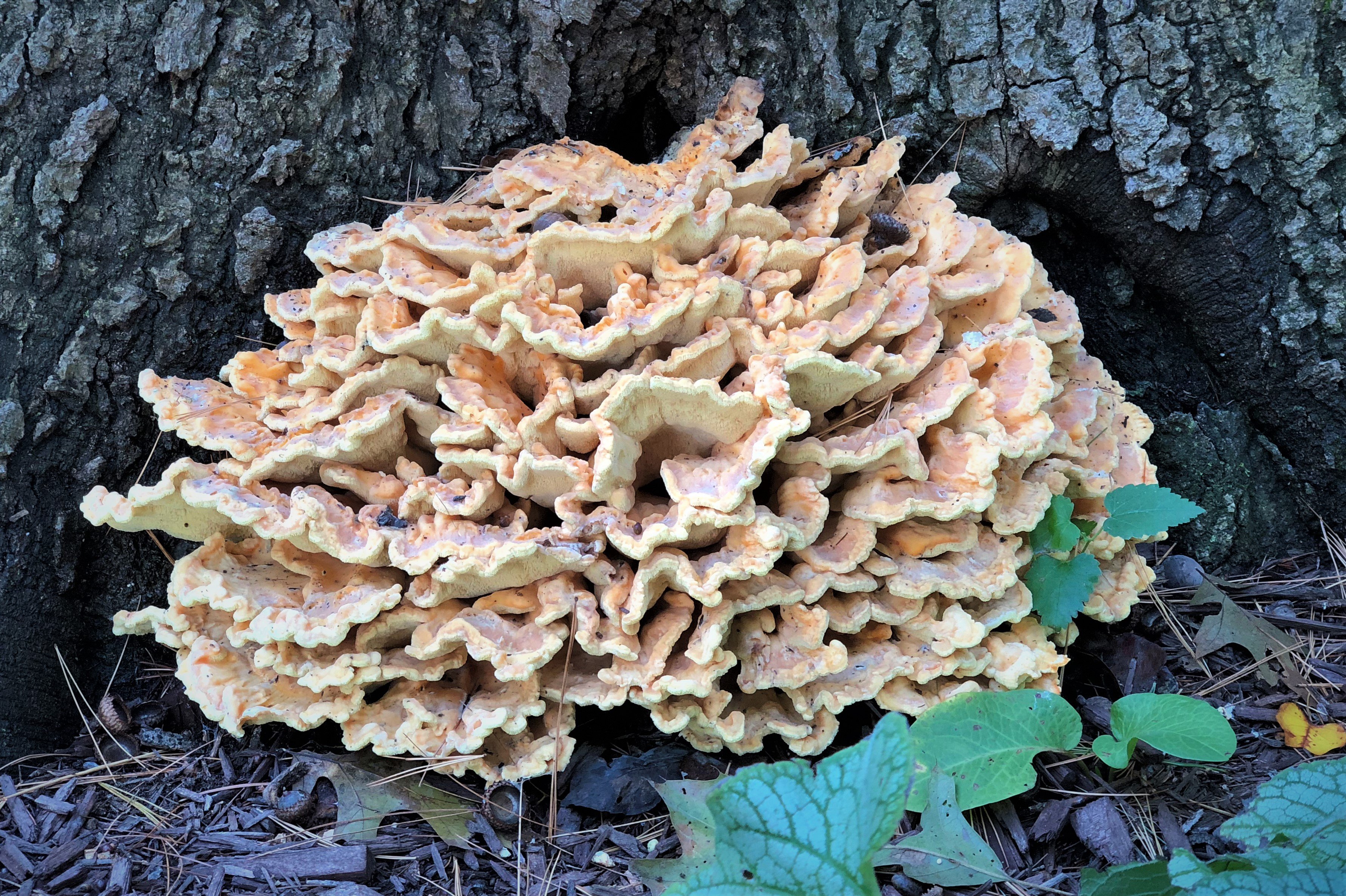 How To Clean And Prepare Chicken Of The Woods?  